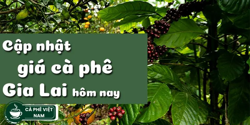 giá cà phê hôm nay gia lai