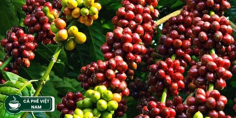 giá cà phê hôm nay tp pleiku gia lai